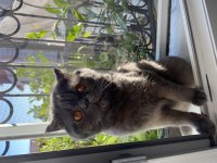 Sahiplendirme scottish fold kedimiz