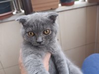 3 Aylık Erkek Yavrular