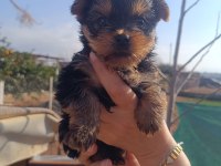 (Yorki) Yorkshire