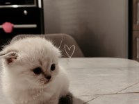 Minnoş Scottish Fold Bebeklerimiz