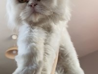 Acil beyaz british longhair erkek odd eyes mavi yeşil göz