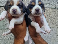 ÇİFTLİKTEN BEAGLE YAVRULAR