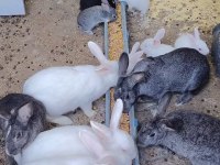 Albino kırmızı göz tavşanlar mevcut