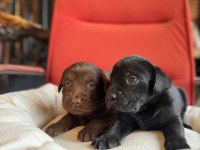 Asil rehber köpek labrador