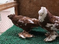 Özbek taklacı güvercini (Çini renkleri)