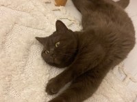 BRİTİSH SHORTHAİR KEDİSİ 11 AYLIK