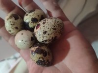 Güncel jumbo bıldırcın civcivi