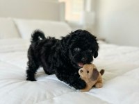 Ev ortamından siyah toy poodle yavrular