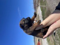 Kalitenin adresi kaliteli malinois yavrular