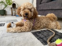 Ev Ortamında Büyümüş Miniatür Poodle