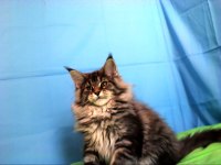 İlloai ve Arthur eşleşmesinin en iri yavrusu maine coon
