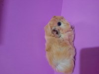 Peruvan guinea pig yavrularımız