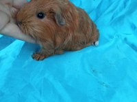 Sheltie Ginepig Yavrularımızı Görmeden Karar Vermeyin