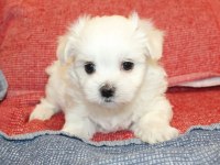 Beyaz maltipoo bebeğimiz uygun