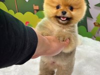 Orange dark ayı surat pomeranian boo 2 aylık erkek yavru
