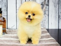 POMERANİAN BOO
