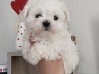 Pamuk maltese yumakları sizleri bekliyor