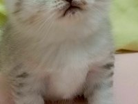 Scottish fold yavru kedimiz