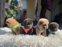 TOSUNCUK DİŞİ ERKEK CHOW CHOW YAVRULAR