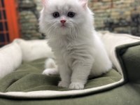 British longhair güzelliği @petclubadanaa