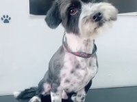 Terrier siyah beyaz
