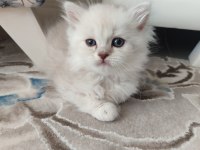 2 aylık british longhair yuvasını arıyor
