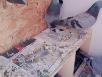 Uygun fiyat toplu güvercin