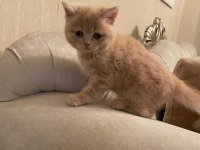 2 aylık orjinal british shorthair yavrularımız