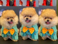 Yavru Köpeğimiz Pomeranian Boo