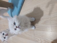 BRİTİSH LONGHAİR PAŞAM HAZIR