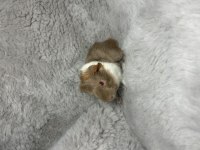 Mükemmel renk ginepig bebeklerimiz