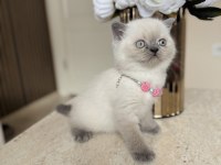 Safkan Bluepoint British Shorthair Yavrular