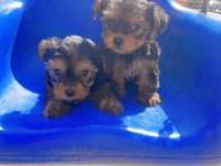 Bakmadan geçme sıfır beden yorkshire terrier