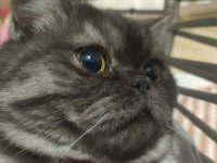 1 YAŞINDA EXOTİC KEDİMİZ KAYSERİ DİŞİ
