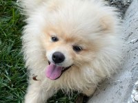Meraklısına Pomeranian Boo