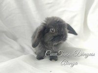 Harika oğlumuz cüce lop/mini lop tavşanlar
