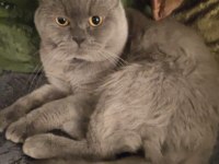 Kedimiz Bütün Malzemeleri İle Sahiplendirilecektir