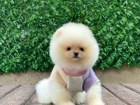 Teddy bear pomeranian yavrularımız sizi bekliyor