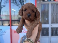 Anne Toy Poodle Baba Kore Poodle Yavrular