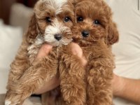 Maltipoo cinsi yavrular