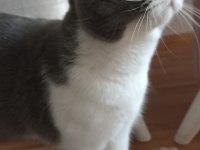 British Shorthair Kedimiz