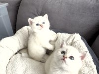 65 Günlük British Shorthair Yavrularımız