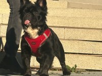 FLUFFY FRENCH BULLDOG