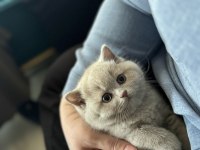 Erkek British Shorthair 9 Aylık