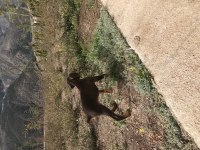 Yavru erkek kızıl doberman