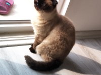 Scottish fold kedimiz