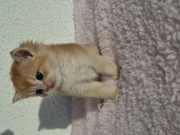 Safkan british longhair ve shorthair yavrular