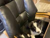 01.08.2023 doğumlu erkek border collie