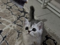Sahiplendirmek istiyorum kedilerimi