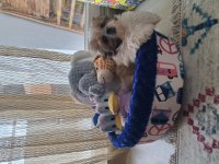 5 aylık shih tzu dişi